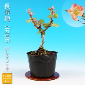 盆栽 杜松 八ッ房性 トショウ 小品盆栽 ミニ盆栽 松柏 盆栽素材 苗木