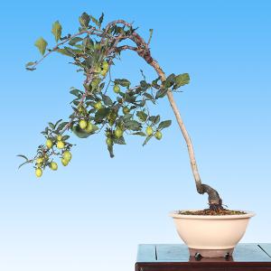 盆栽 黒松 クロマツ くろまつ お洒落 模様木 松柏盆栽 中品盆栽 樹高