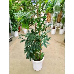 トックリヤシモドキ 3本立 8号 ボトルパーム 観葉植物 インテリア ヤシ