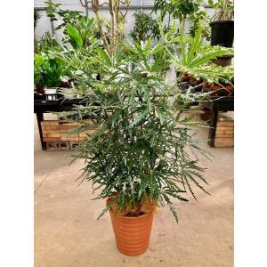 シュロチク 8号 シュロ竹 観葉植物 棕櫚竹 鉢植え 販売 苗 苗木 送料