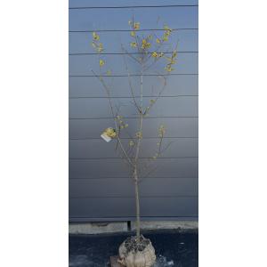 花芽付き ） 満月蝋梅 マンゲツロウバイ 5号鉢植え 接ぎ木苗 贈答