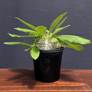 コーデックス：パキポディウム グラキリス 発根済*葉幅15cm 現品！一品