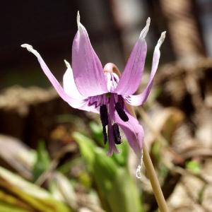 日本カタクリ 9cmポット苗 山野草/耐寒性多年草/※3/5芽吹き始め : 紫桜