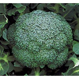 SK9-099 ブロッコリー種子 2000粒 【野菜種子】【サカタのタネ