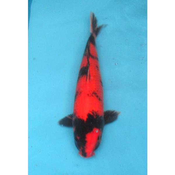 錦鯉 No39 昭和三色 令和6年産 37cm 錦鯉 : アキカン ヤフー店 - 通販