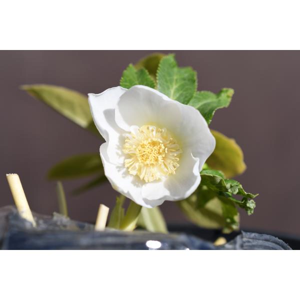 クリスマスローズ開花株 SDホワイトゴールド 018 現品限り : 金井園芸