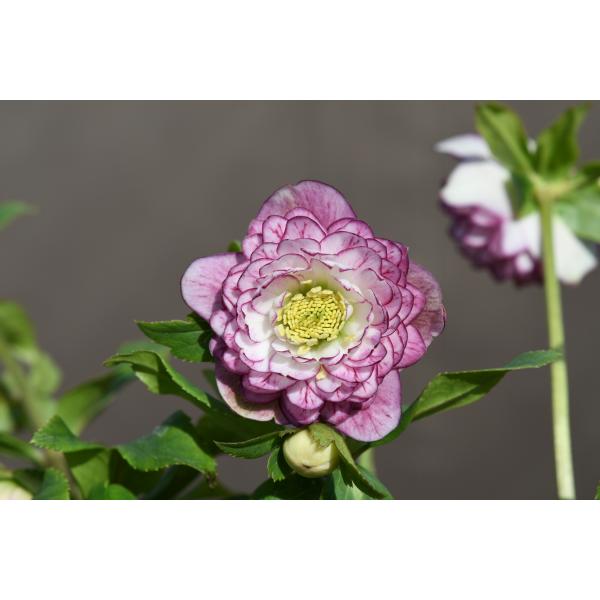 クリスマスローズ開花株 DDアフロディーテプリマヴェーラ 378 現品限り