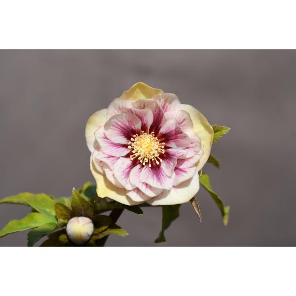 ソレイユ×プリマヴェーラゴールド☆クリスマスローズ交配苗☆開花年数