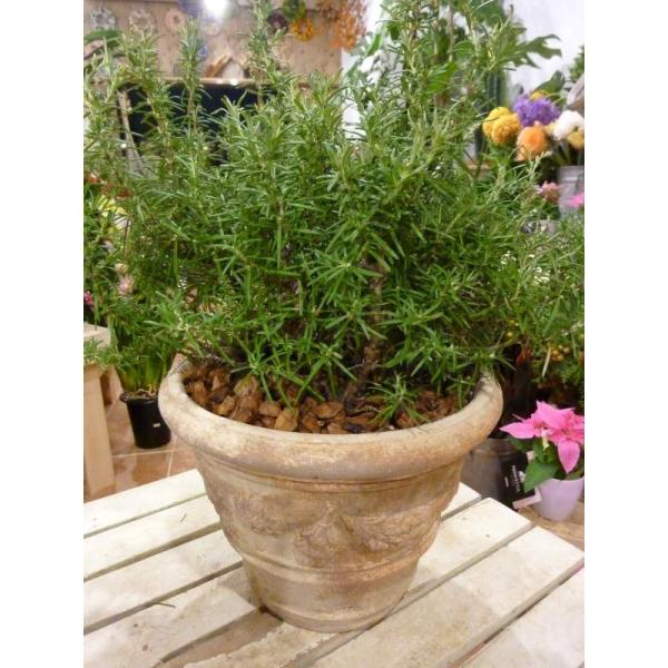 onesgarden_rosemary-t