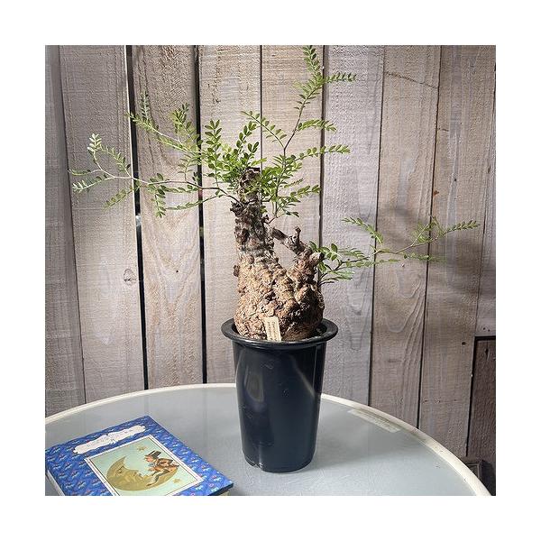 塊根植物 オペルクリカリア パキプス 4.5号ロング黒鉢(現品