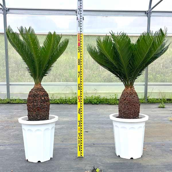 蘇鉄 ソテツ10号 観葉植物 お祝 新築祝い 開店祝い シンボルツリー