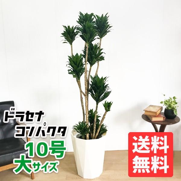 ドラセナ コンパクタ 観葉植物 10号 大型 幸福の木 おしゃれ 鉢植え
