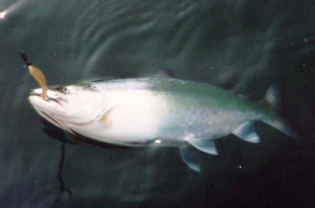 レイクトローリング|シェルスプーン|I'zShellCraft