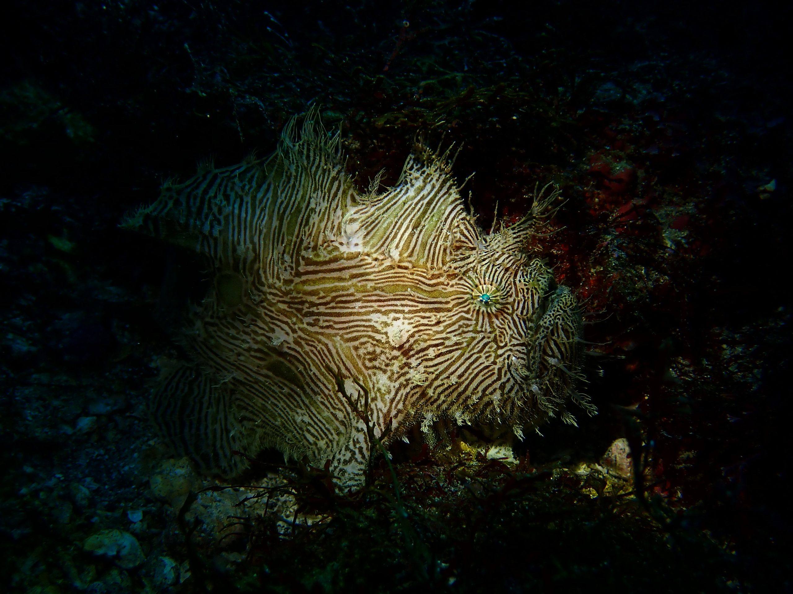 なんかやっぱ富戸なんだよな。 | 【伊豆初心者ダイビング】20ダイブ迄