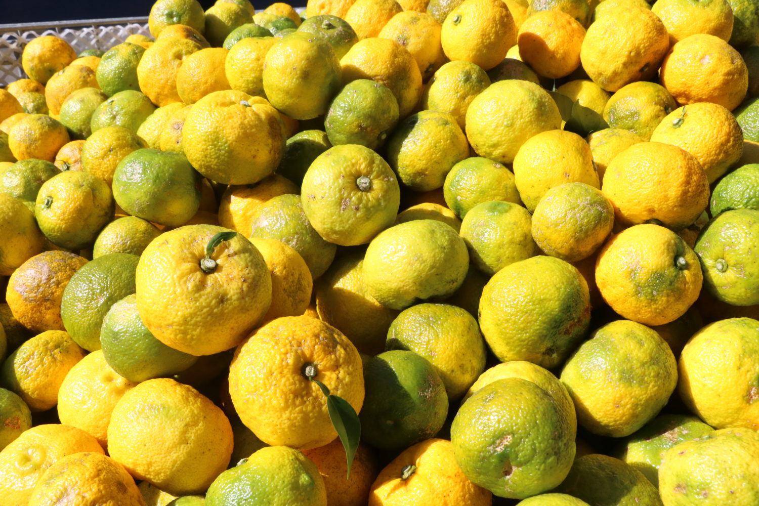 搾汁用ゆず収穫最盛期~ジュースやポン酢に加工~ - 【公式】JA高知県