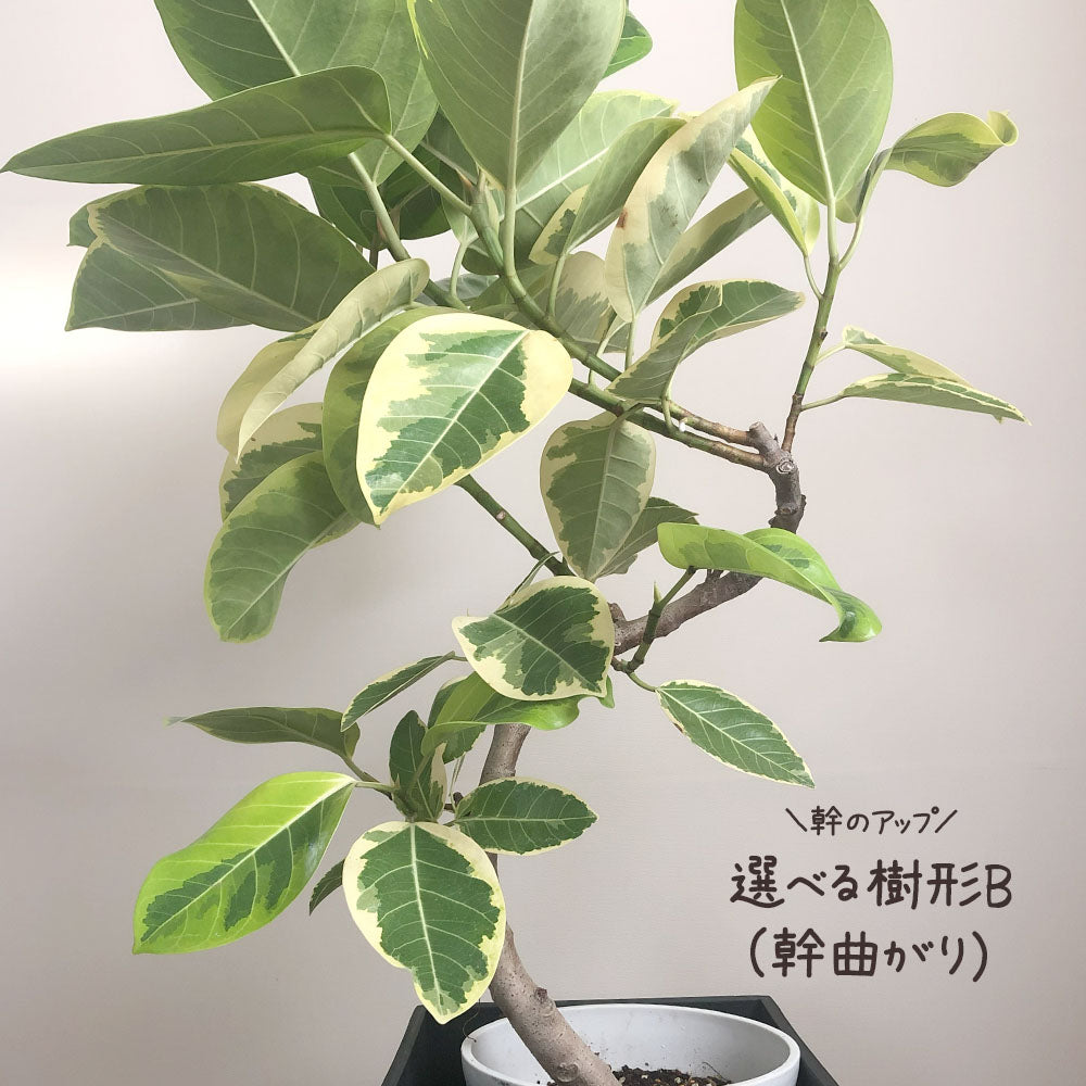 宝石のような観葉植物のお店 【Jewelry Plant】 ゴムの木 アルテシマ