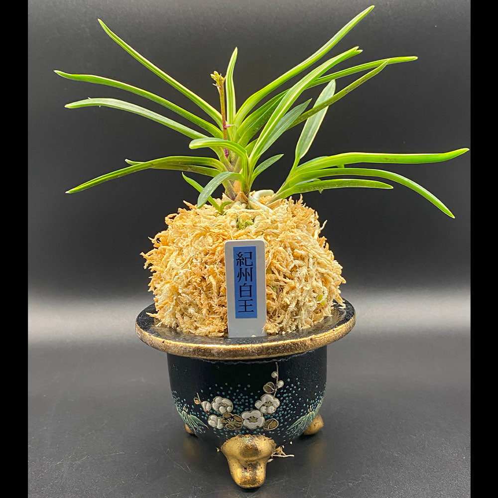 富貴蘭 風蘭 蘭 紀州白王 きしゅうはくおう 4本立 8320-A ウキラン