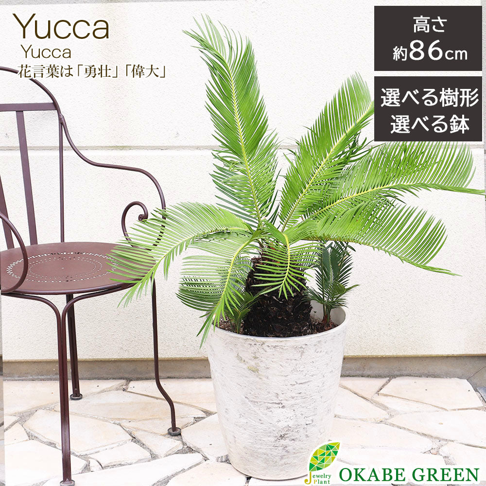 大株主のソテツ 10号プラ鉢(紺色) 高さ(鉢底から1m5cm程) 観葉植物