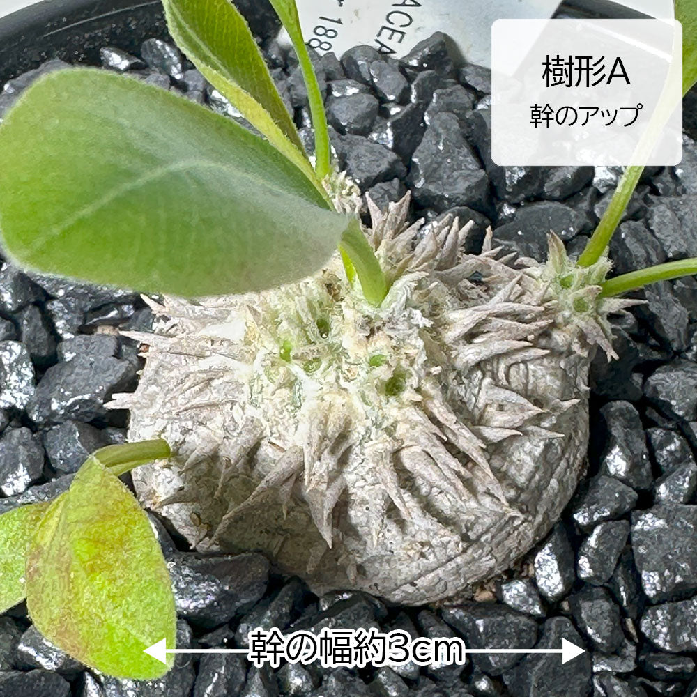 宝石のような観葉植物のお店 【Jewelry Plant】 パキポディウム