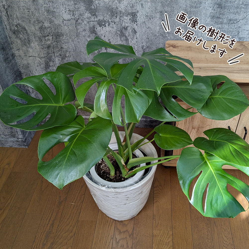 宝石のような観葉植物のお店 【Jewelry Plant】 モンステラ