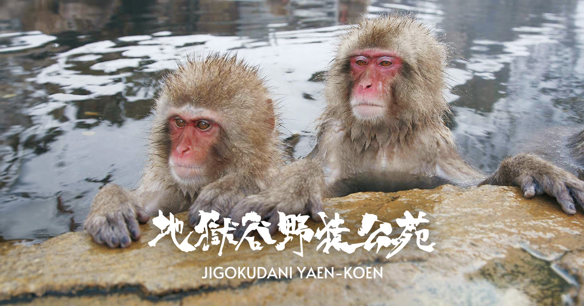 地獄谷野猿公苑【公式】