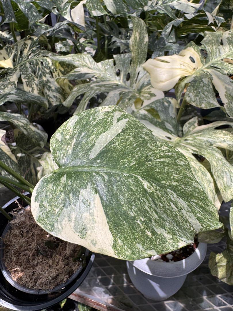 モンステラ レガシー カット苗 美健康株 モンステラ レガシー カット苗