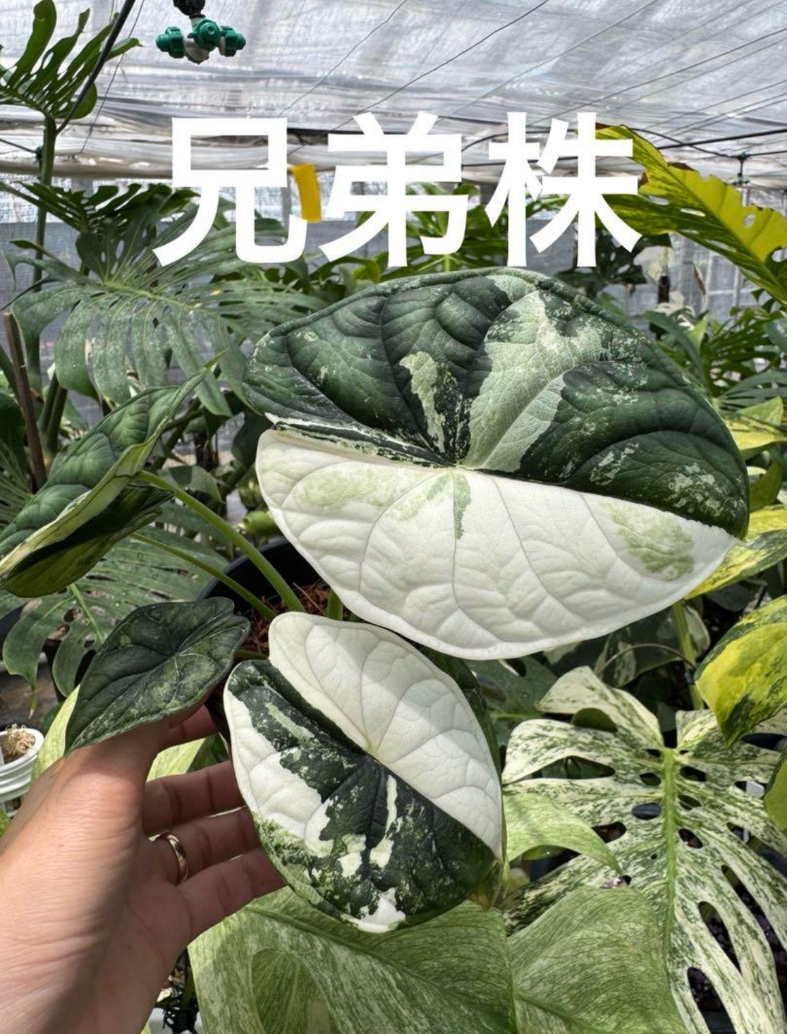 アロカシア ドラゴンスケール アルボ（白斑入り） 2寸ポリポット