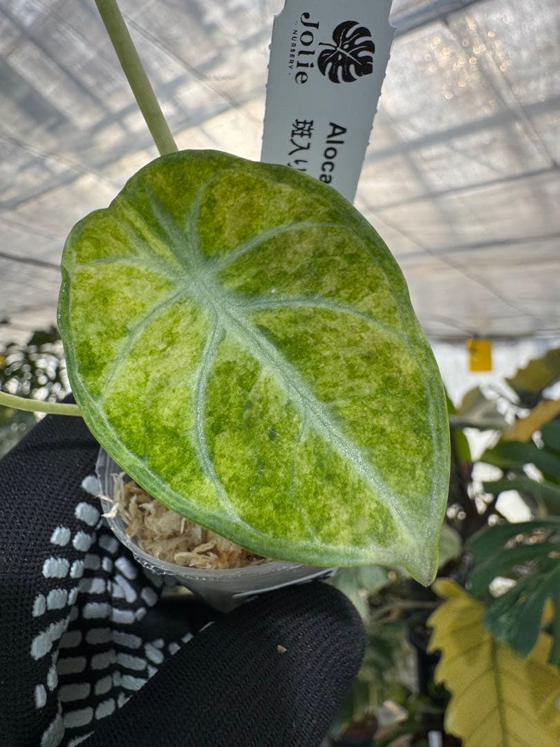 アロカシア ニンジャ 斑入り 2号【深緑の葉に映える美しい斑