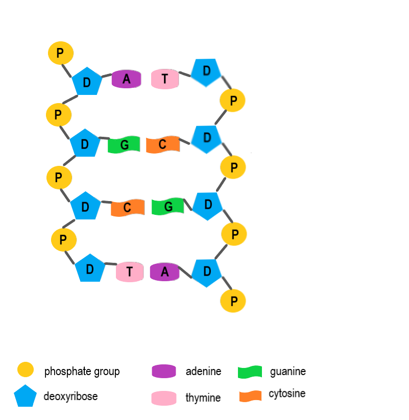 5.4 DNA Replication – Human Biology