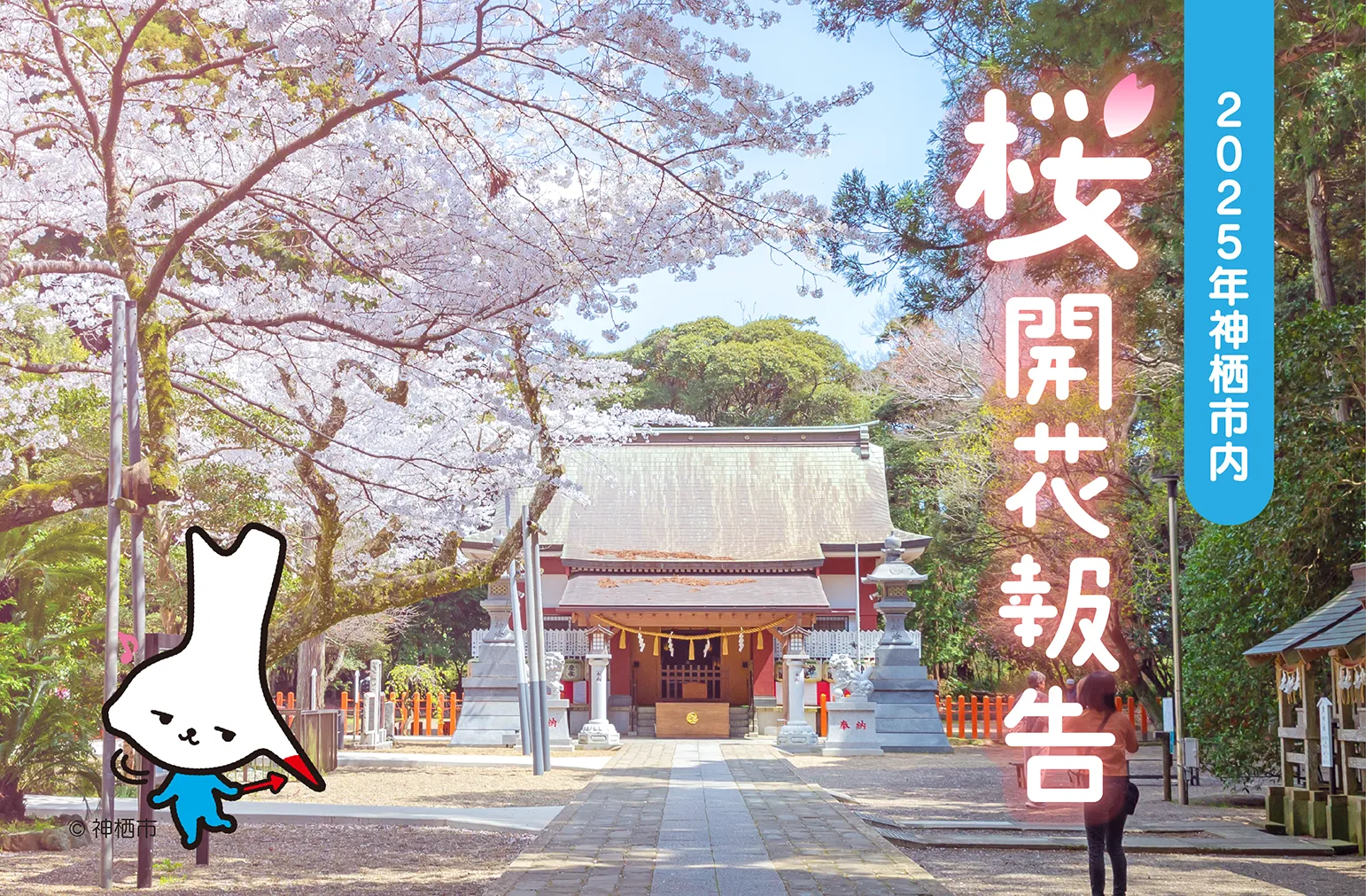 2025年神栖市の桜開花報告 - 神栖市魅力情報発信ポータルサイト