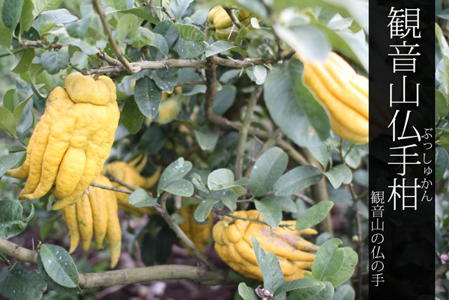 観音山仏手柑（観音山から仏の手）-4-9月はｸｰﾙ便+
