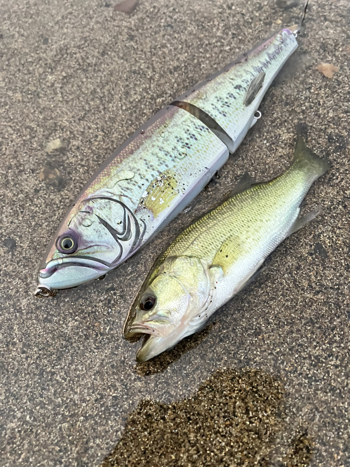 バスは意外に食われやすい⁉︎ ビッグベイトに一本は持っておきたいバス