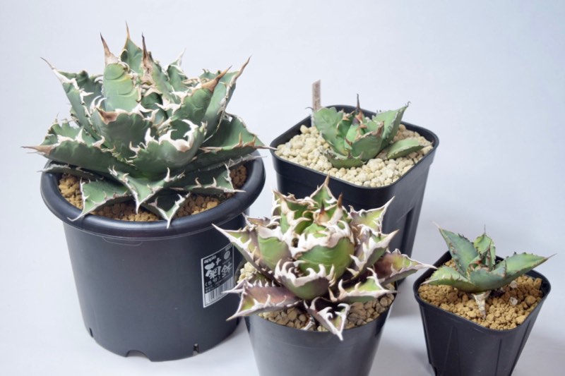 品種紹介：アガベ チタノタ “白鯨” (Agave Titanota “White Whale