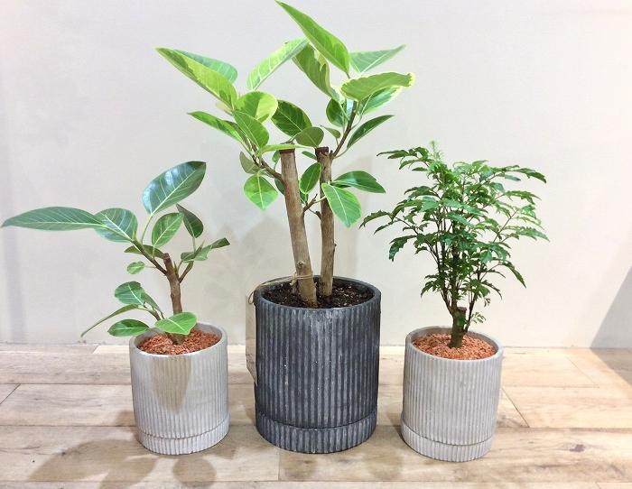 GREEN FAIR」おすすめの植物をご紹介［新宿店］ – カリモク60