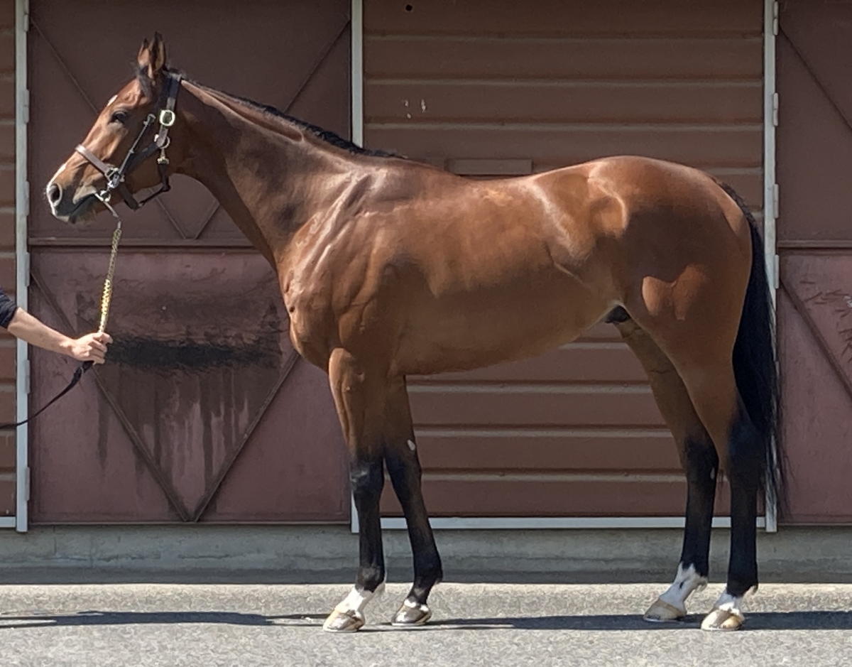 洋書 フランス語 馬 販売情報 Deauville 競馬 ドーヴィル 2002