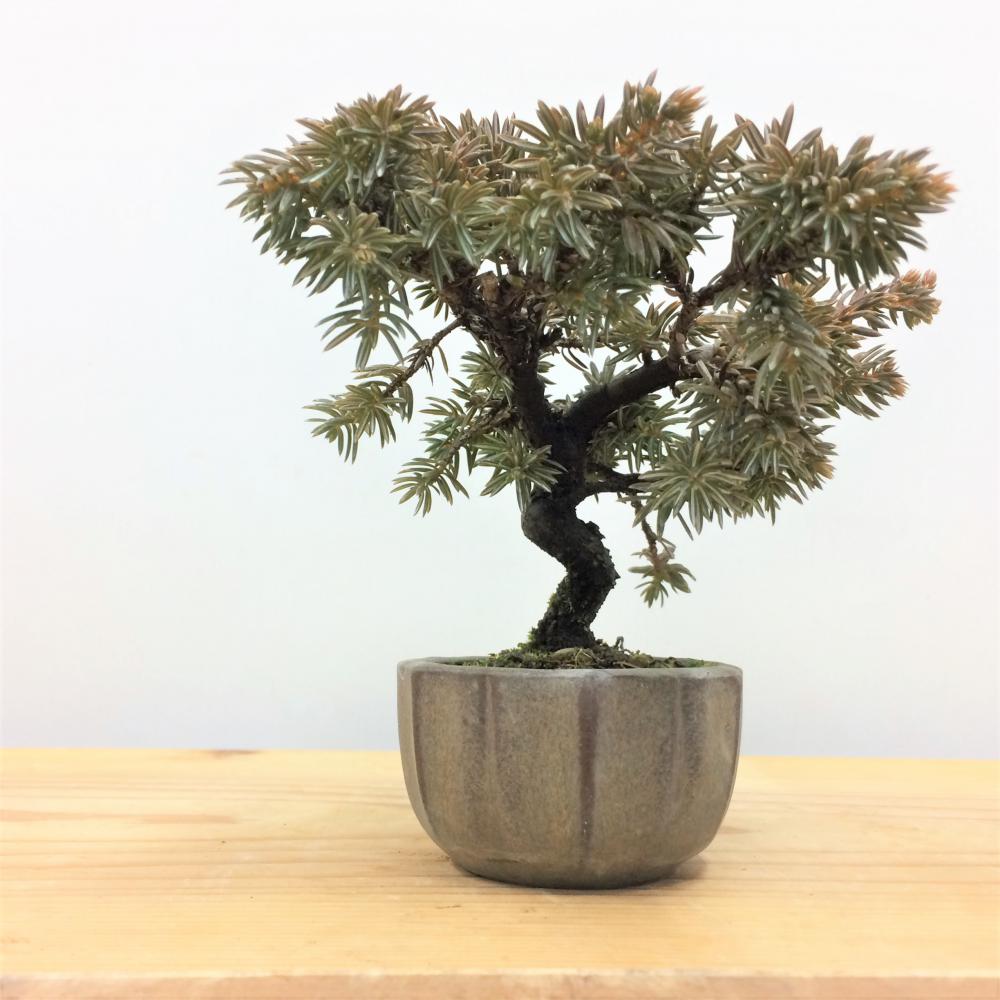 盆栽 紫杜松/盆栽、多肉植物、塊根植物、観葉植物通販/KIDORI -キドリ-