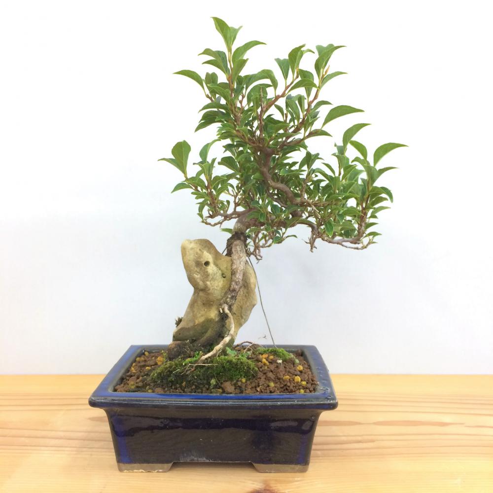 盆栽 八ツ房エゴノキ 石付き S/盆栽、多肉植物、塊根植物、観葉植物