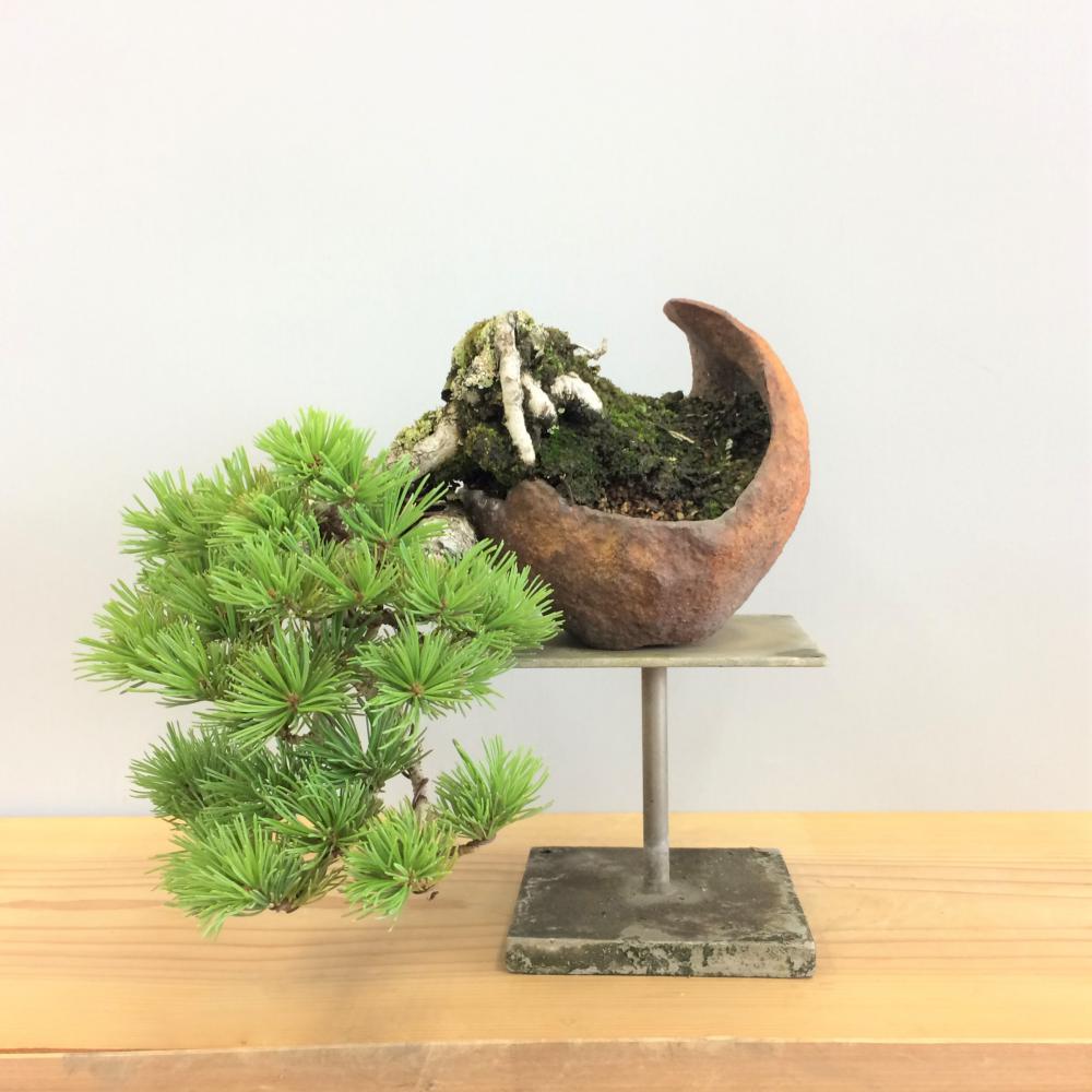 盆栽 五葉松/盆栽、多肉植物、塊根植物、観葉植物通販/KIDORI -キドリ-