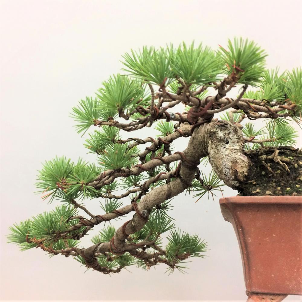 盆栽 五葉松 懸崖/盆栽、多肉植物、塊根植物、観葉植物通販/KIDORI