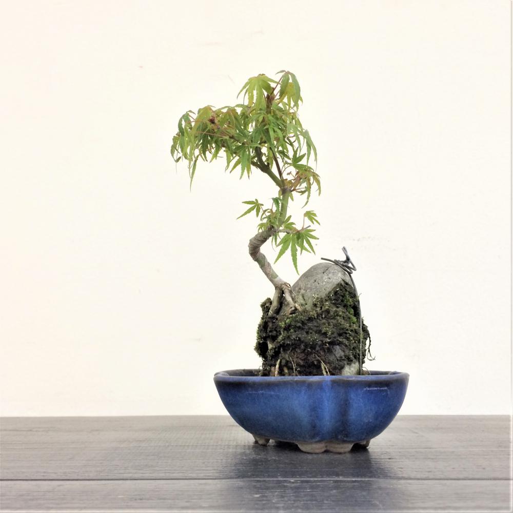 盆栽 モミジ石付け/盆栽、多肉植物、塊根植物、観葉植物通販/KIDORI