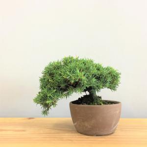 盆栽 八ツ房杜松/盆栽、多肉植物、塊根植物、観葉植物通販/KIDORI -キドリ-