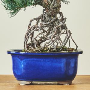 八房五葉松・ヤツブサゴヨウマツ/盆栽、多肉植物、塊根植物、観葉植物