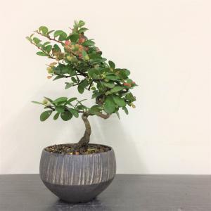 ミニ盆栽 ハリツルマサキ 村雨/盆栽、多肉植物、塊根植物、観葉植物