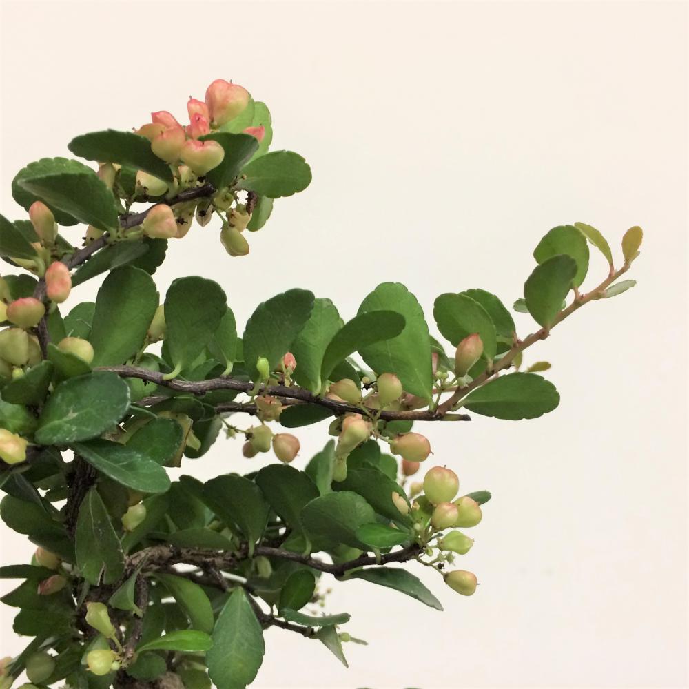 ミニ盆栽 ハリツルマサキ 村雨/盆栽、多肉植物、塊根植物、観葉植物