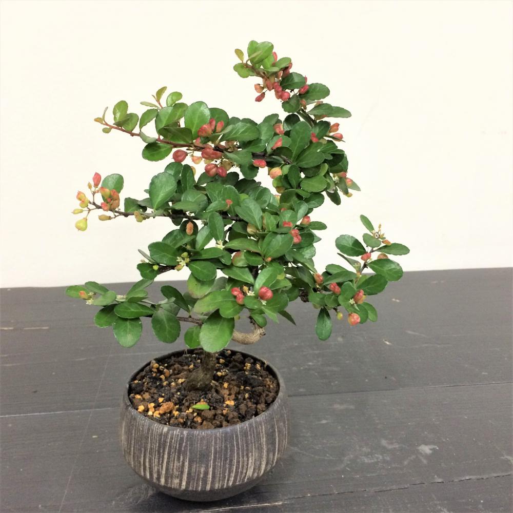 ミニ盆栽 ハリツルマサキ 村雨/盆栽、多肉植物、塊根植物、観葉植物