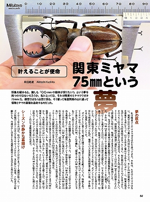 ビークワ97号（BE・KUWA） 2025年クワガタ飼育レコードコンテスト!!