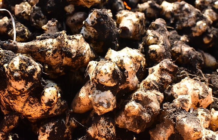 かもめ農園の乾燥菊芋 50g（熊本県産/農薬・化学肥料不使用）- 自然派