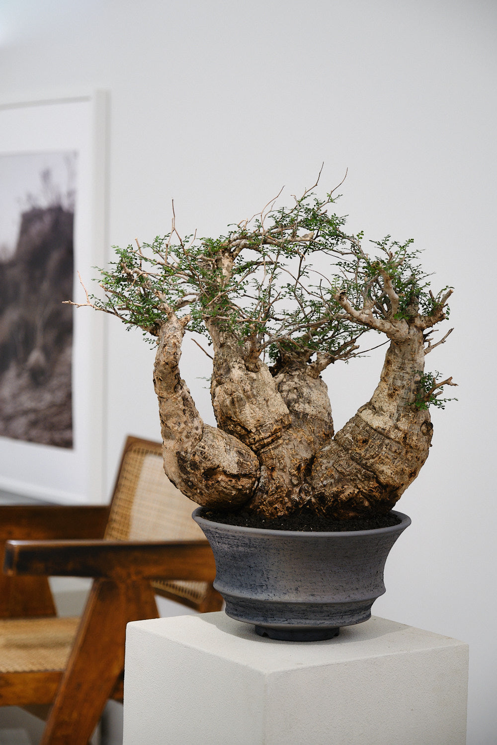 三州みやび鉢 KOMO.DRY限定 オリジナルΦ30 KD-04