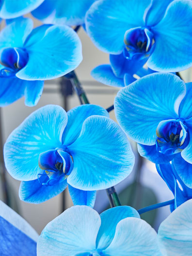 胡蝶蘭大輪 ブルーエレガンス 3本立｜胡蝶蘭通販のベイサイドフラワー