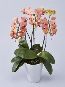 ミディ胡蝶蘭小輪サーフソング 3本立｜胡蝶蘭通販のベイサイドフラワー